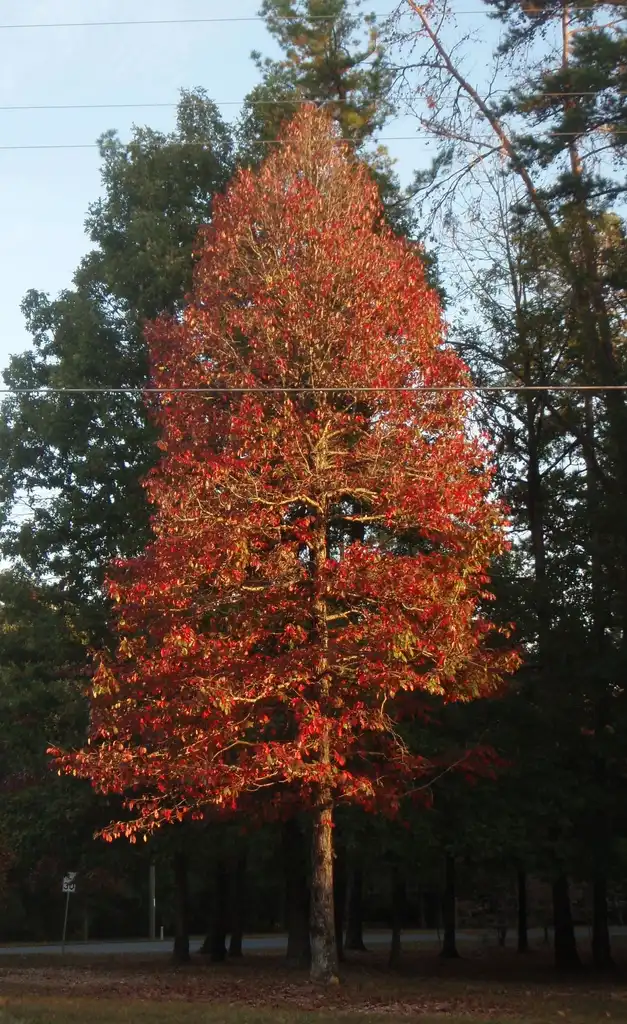 Фото Nyssa sylvatica - 'Sparkler' Fall Color:Jim Robbins