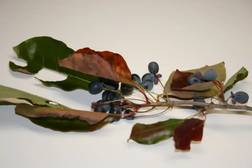 Фото Nyssa sylvatica - Fruit and Leaves:Jim Robbins