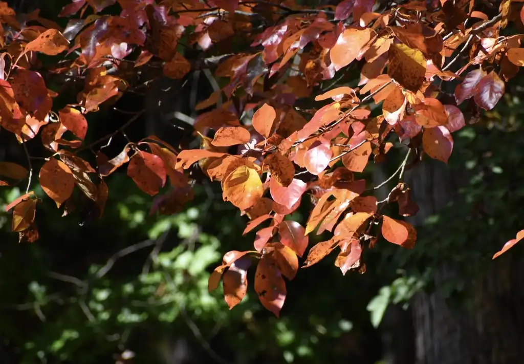 Фото Nyssa sylvatica - Fall Leaves (Warren County,NC)-Fall:Cathy Dewitt