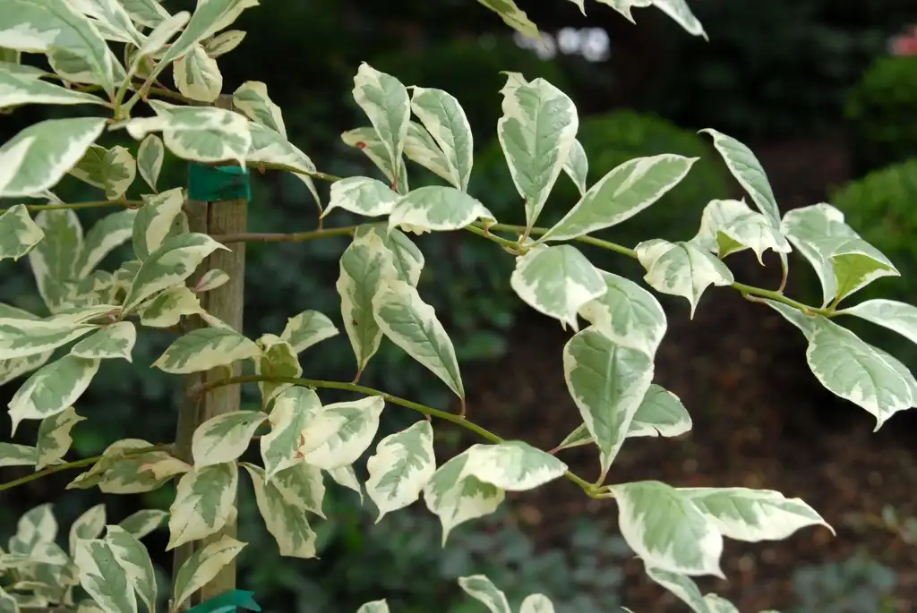 Фото Nyssa sylvatica - 'SnowFlurries' Leaves:Jim Robbins