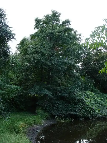 Фото Nyssa sylvatica - Whole tree:Geneva Wirth