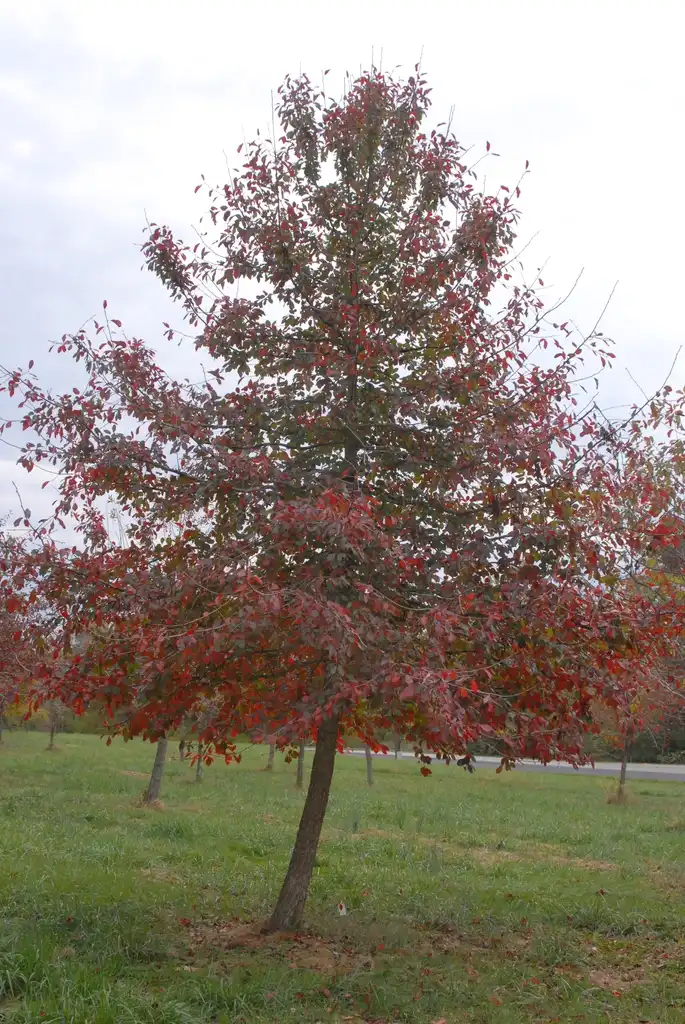 Фото Nyssa sylvatica - Fall color Form:Jim Robbins