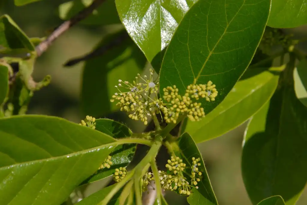 Фото Nyssa sylvatica - Flower and Leaves:Jim Robbins
