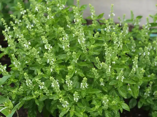 Фото Ocimum basilicum (Ocimum basilicums)