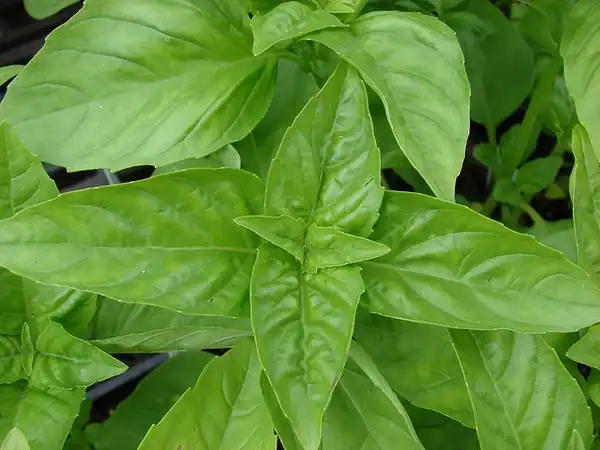Фото Ocimum basilicum - Ocimum basilicum:Forest and Kim Starr