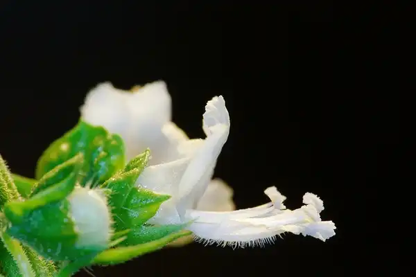 Фото Ocimum basilicum - Ocimum basilicum:Frans-de-Wit