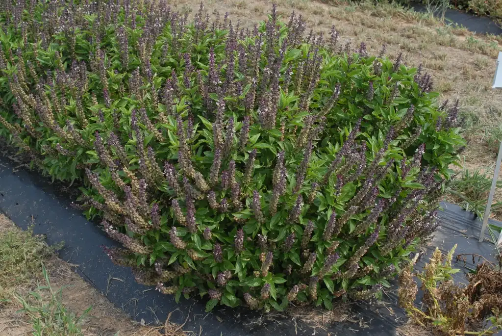 Фото Ocimum basilicum - 'Queen of Sheba' Flower Form:Jim Robbins