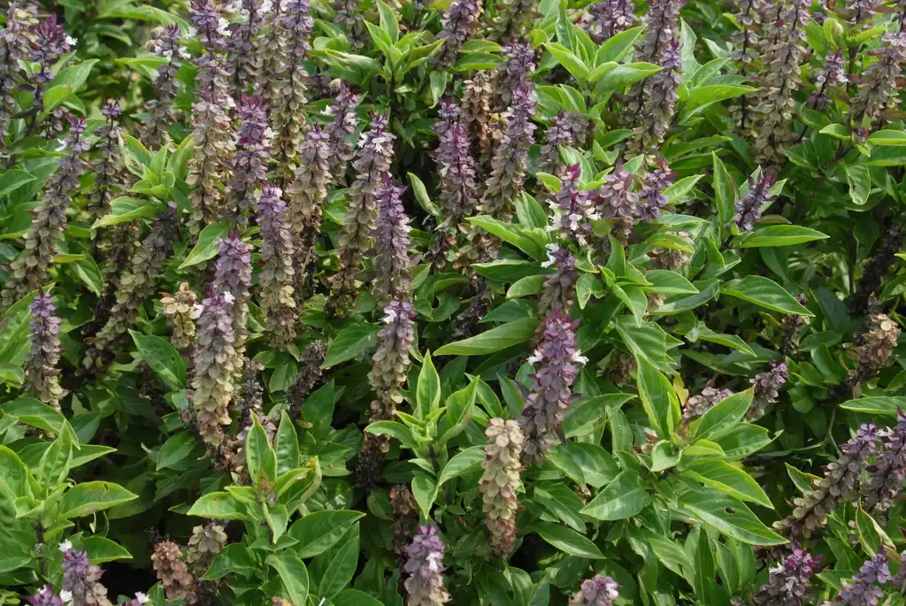 Фото Ocimum basilicum - 'Queen of Sheba' Flower and Leaves:Jim Robbins