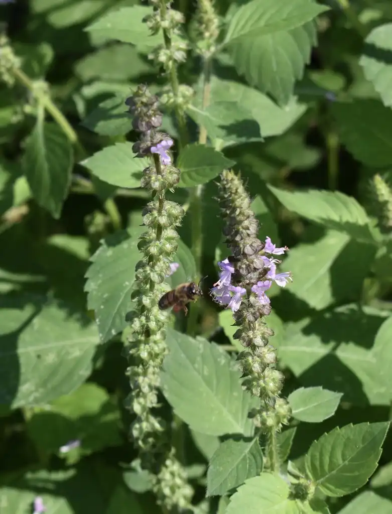 Фото Ocimum tenuiflorum (Ocimum tenuiflorums)