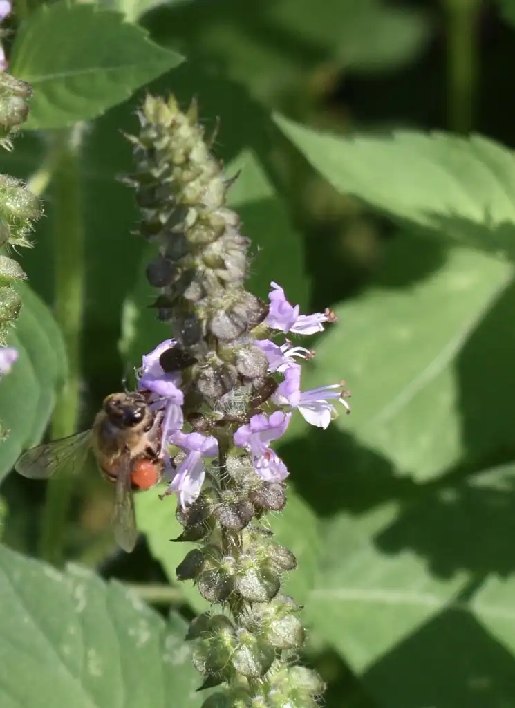 Фото Ocimum tenuiflorum (Ocimum tenuiflorums)