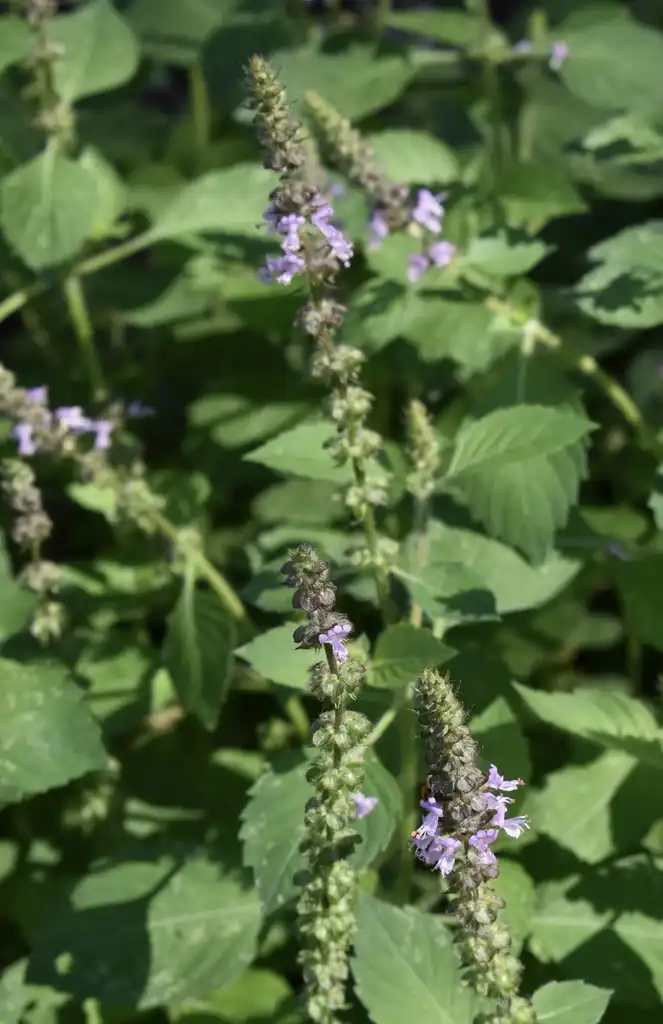 Фото Ocimum tenuiflorum - Flower and Leaves (Wake County, NC):Cathy Dewitt