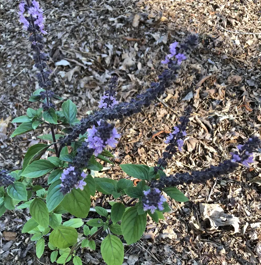 Фото Ocimum tenuiflorum - Form (Warren County,NC)-Summer:Cathy Dewitt