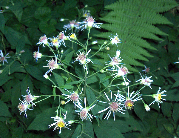 Фото Oclemena acuminata (Oclemena acuminatas)