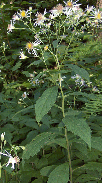 Фото Oclemena acuminata (Oclemena acuminatas)