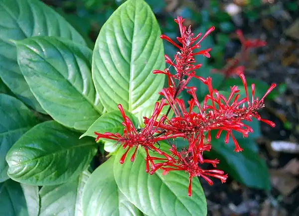 Фото Odontonema tubaeforme (Odontonema tubaeformes)