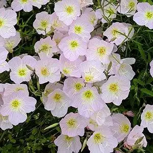 Фото Oenothera berlandieri 'Siskiyou' (Oenothera berlandieri 'Siskiyou's)
