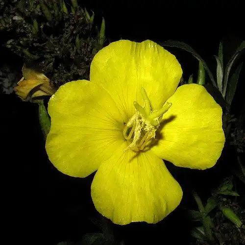 Фото Oenothera biennis (Oenothera bienniss)
