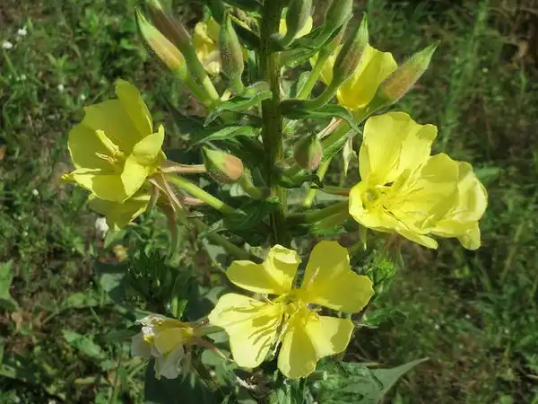 Фото Oenothera biennis (Oenothera bienniss)
