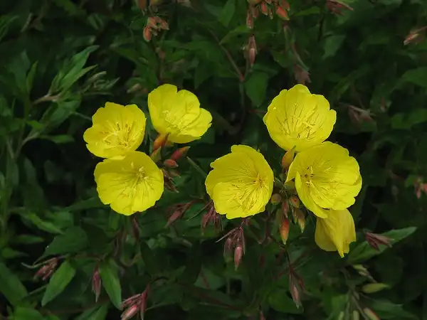 Photo of Oenothera fruticosa (Oenothera fruticosas)