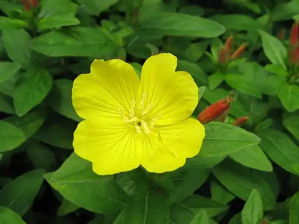 Photo of Oenothera fruticosa (Oenothera fruticosas)