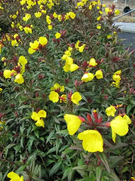 Photo of Oenothera fruticosa - Hedge:Leonora (Ellie) Enking