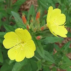 Photo of Oenothera fruticosa - Bloom and leaf detail:Debbie Roos