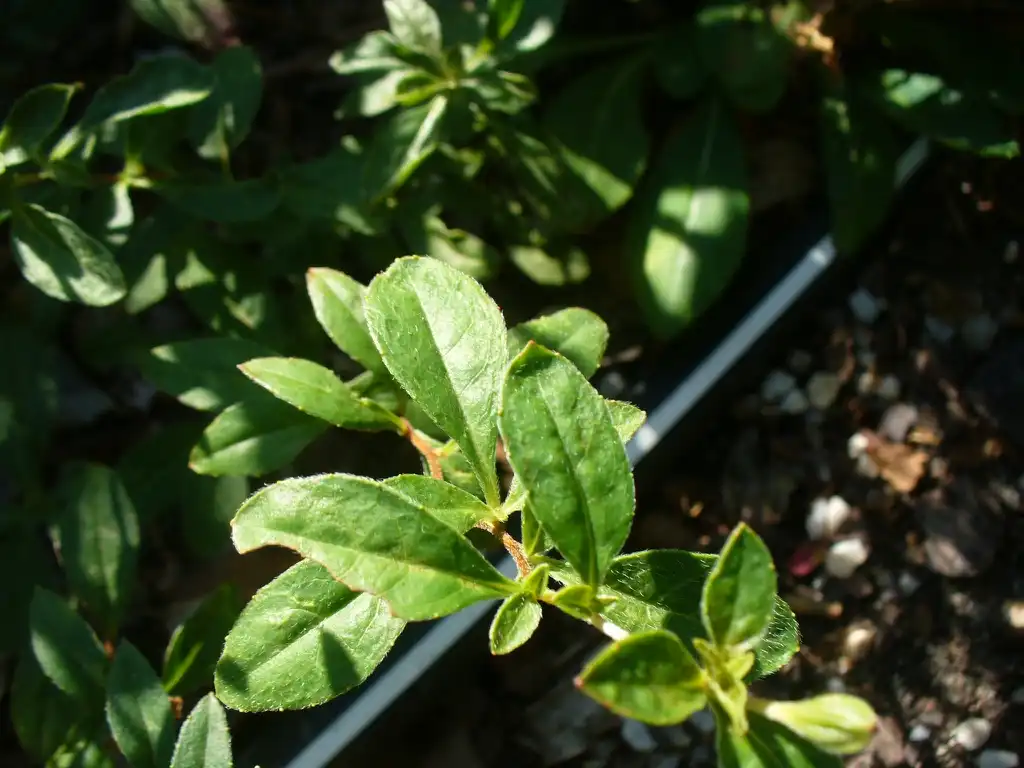 Photo of Oenothera fruticosa - Leaves in the fall in Moore County:Susan Strine