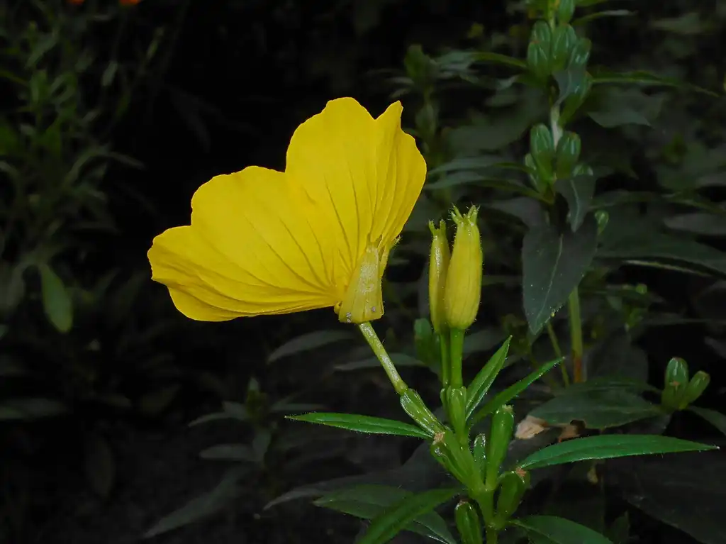 Photo of Oenothera fruticosa - Back of flower:Salicyna