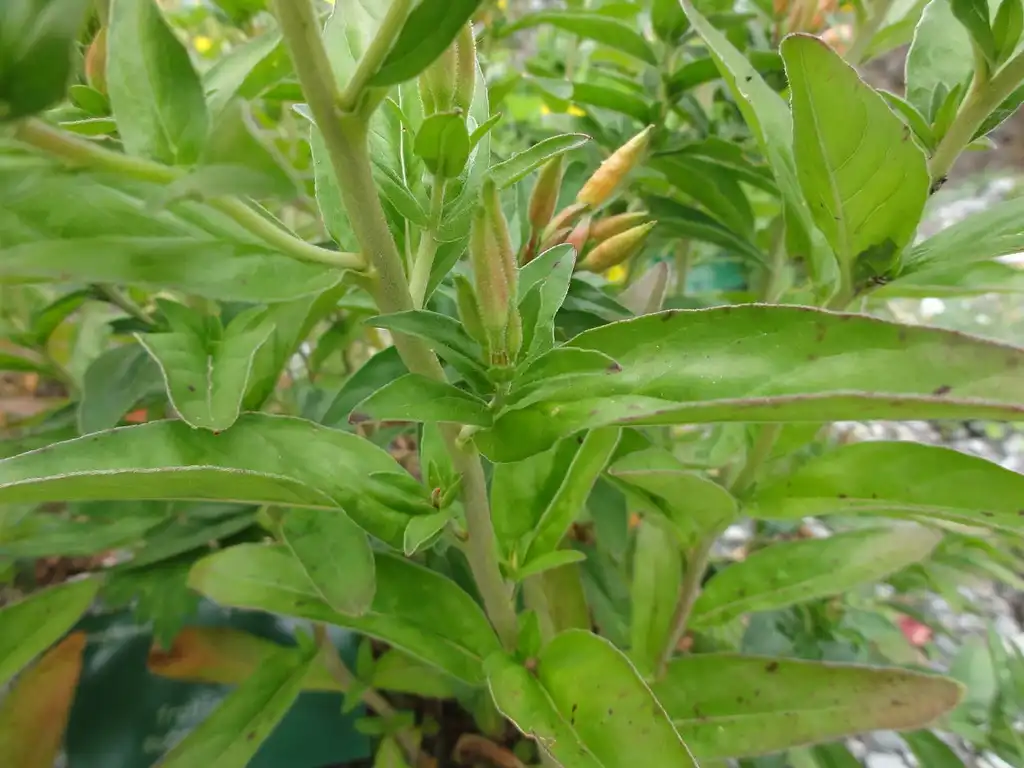 Photo of Oenothera fruticosa - Stems and leaves:Andy king50