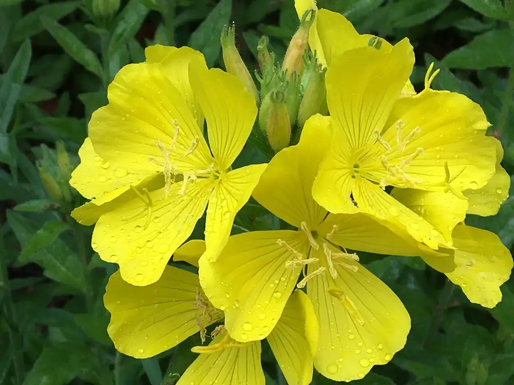 Photo of Oenothera fruticosa - Flower Close-up (Haywood County, NC)-Early Summer:Patty Felder