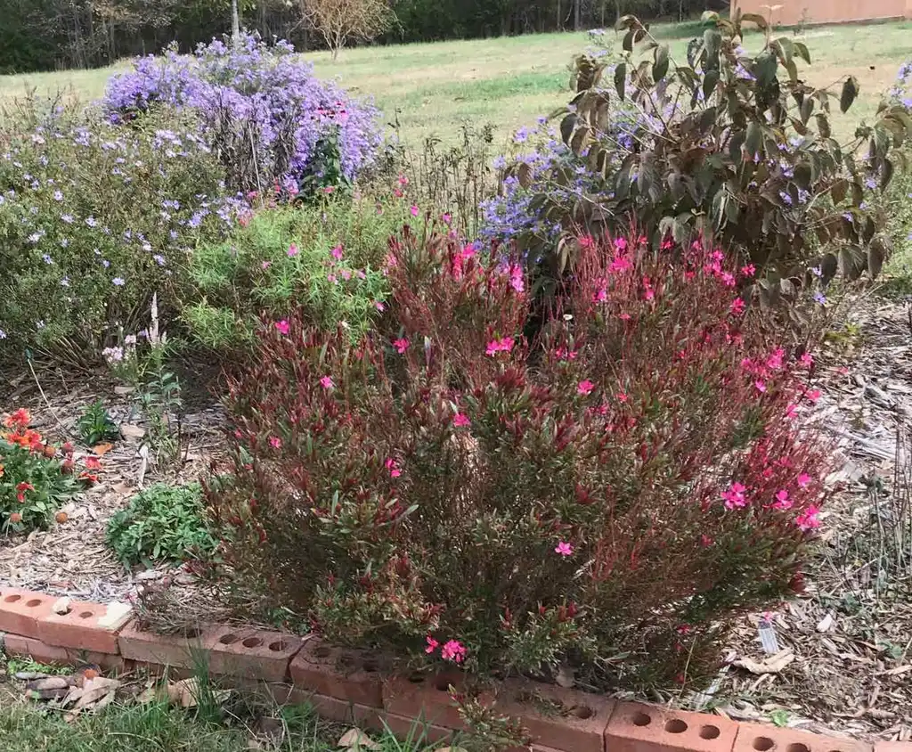 Photo of Oenothera lindheimeri 'Belleza' (Oenothera lindheimeri 'Belleza's)