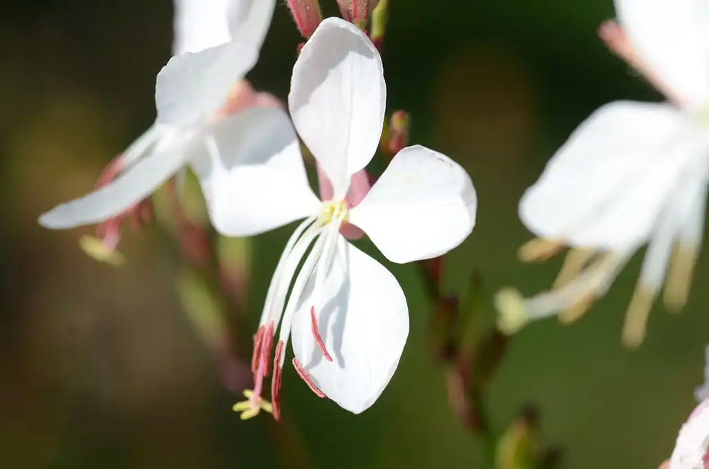Фото Oenothera lindheimeri (Oenothera lindheimeris)
