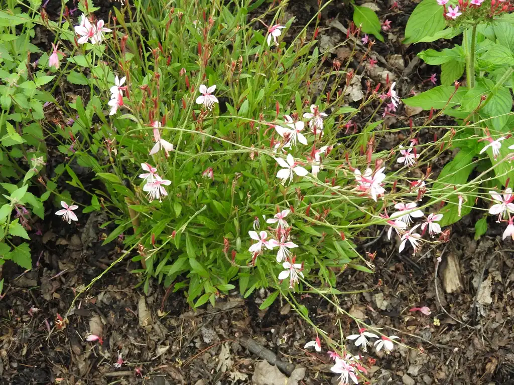 Фото Oenothera lindheimeri (Oenothera lindheimeris)