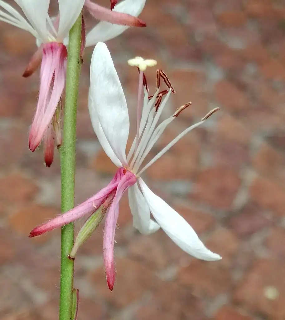 Фото Oenothera lindheimeri - Back of bloom:Ina Loots