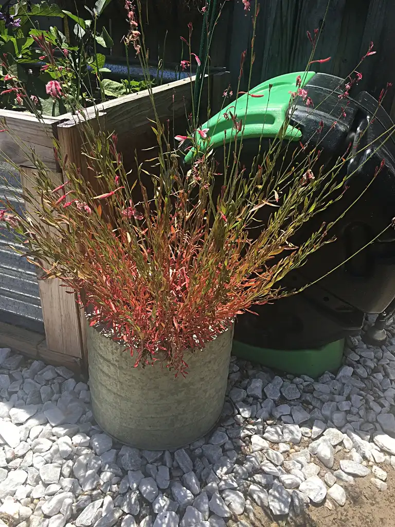 Фото Oenothera lindheimeri - Erect branching in an container.:Caroline Stover