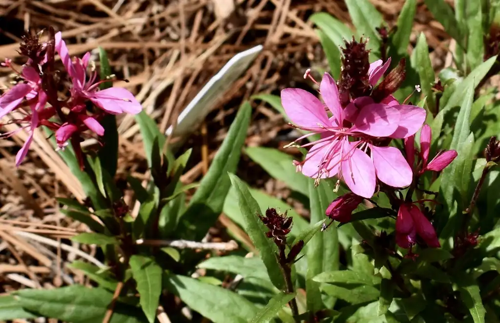 Фото Oenothera lindheimeri - 'Belleza' Dark Pink Flowers (Warren County,NC):Cathy Dewitt