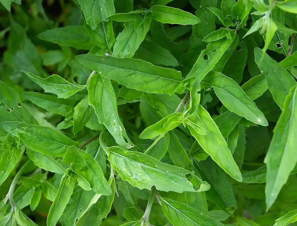 Foto de Oenothera speciosa (Oenothera speciosas)