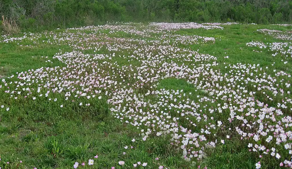 Foto de Oenothera speciosa (Oenothera speciosas)