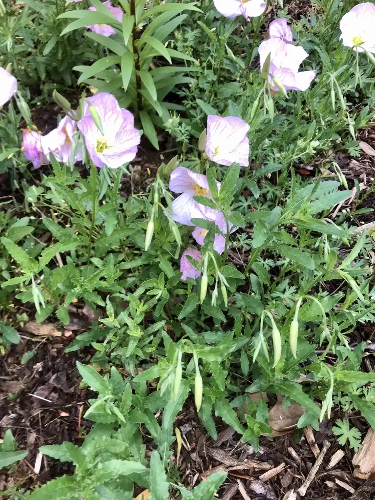 Foto de Oenothera speciosa - Form (Wake County,NC):Cathy Dewitt