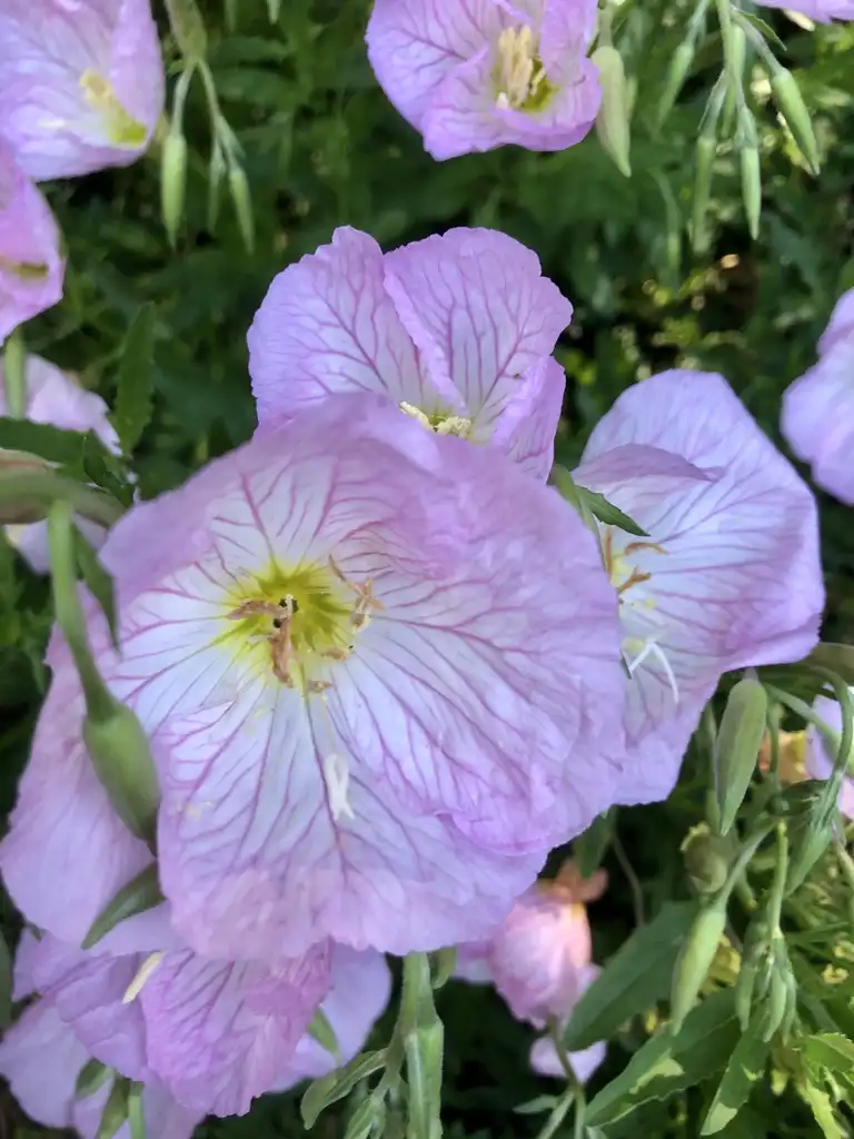 Foto de Oenothera speciosa - Flower Close-up (Wake County, NC):Cathy Dewitt