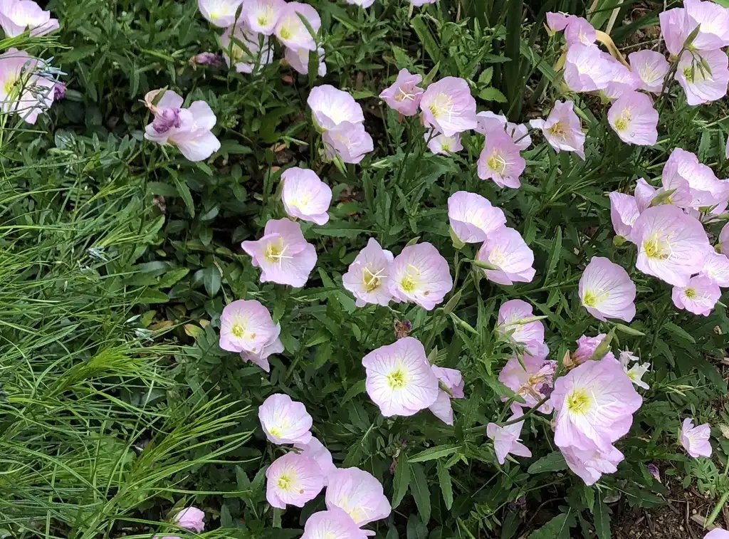 Foto de Oenothera speciosa - Spreading Habit (Wake County,NC):Cathy Dewitt