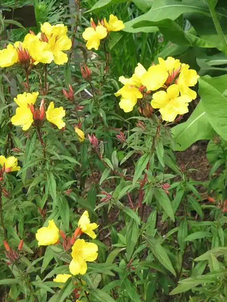 Photo of Oenothera tetragona (Oenothera tetragonas)