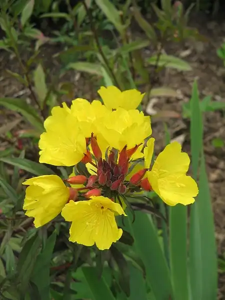 Photo of Oenothera tetragona (Oenothera tetragonas)