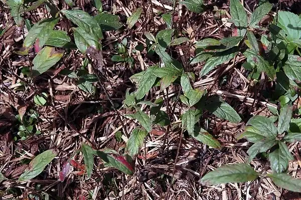 Photo of Oenothera tetragona - Leaves:David J. Stang