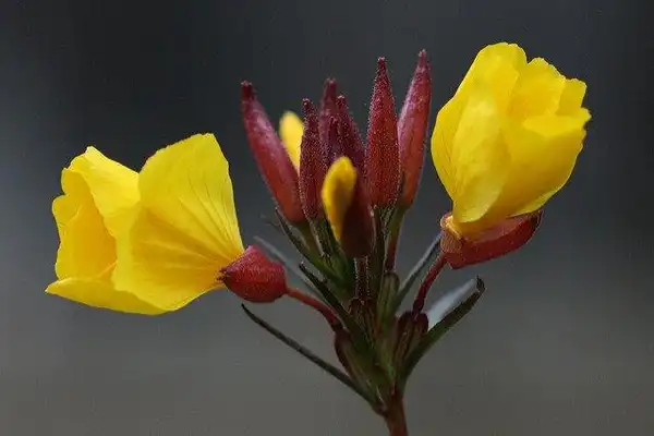 Photo of Oenothera tetragona - Oenothera tetragona flower cluster:Philip Bouchard