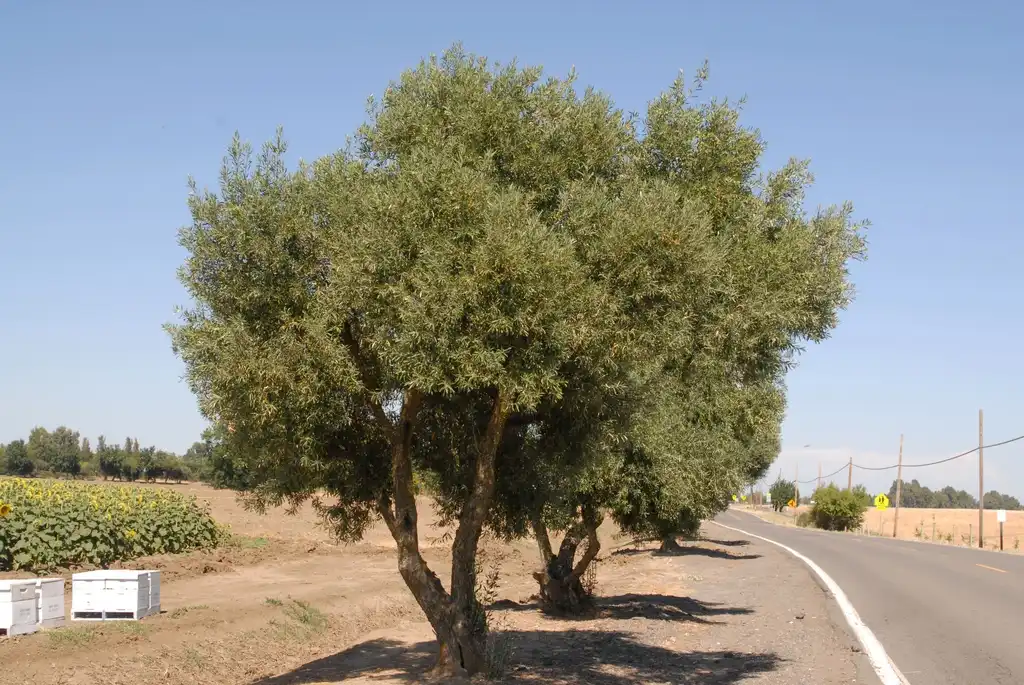 Foto de Olea europaea (Olea europaeas)