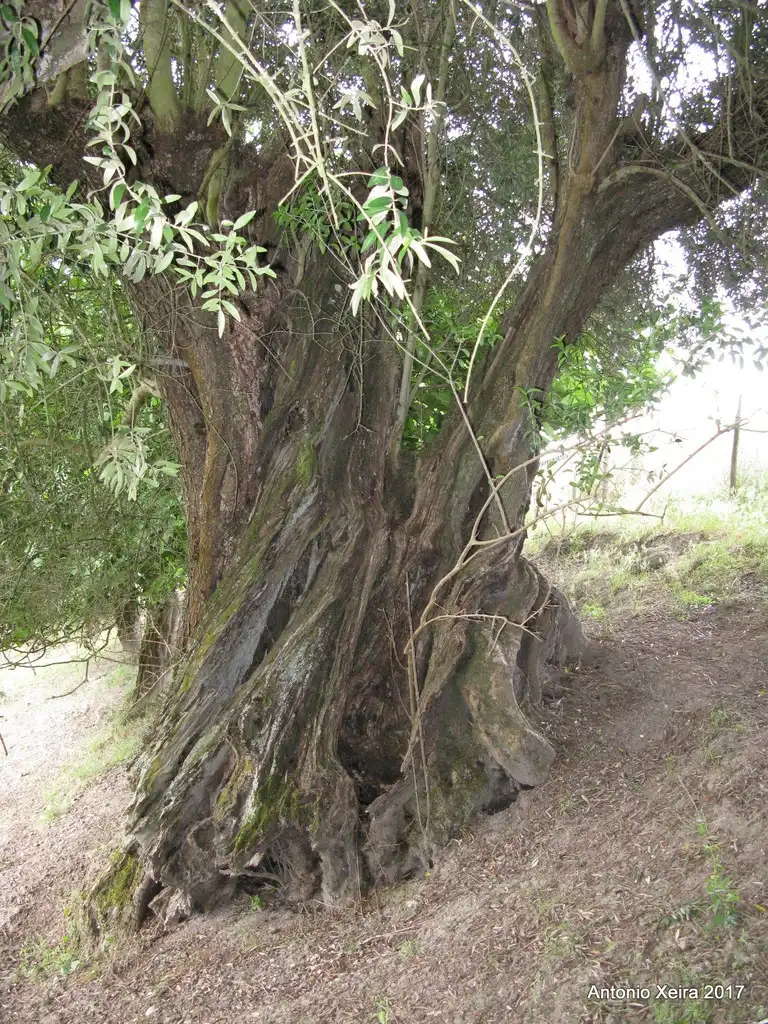 Foto de Olea europaea (Olea europaeas)