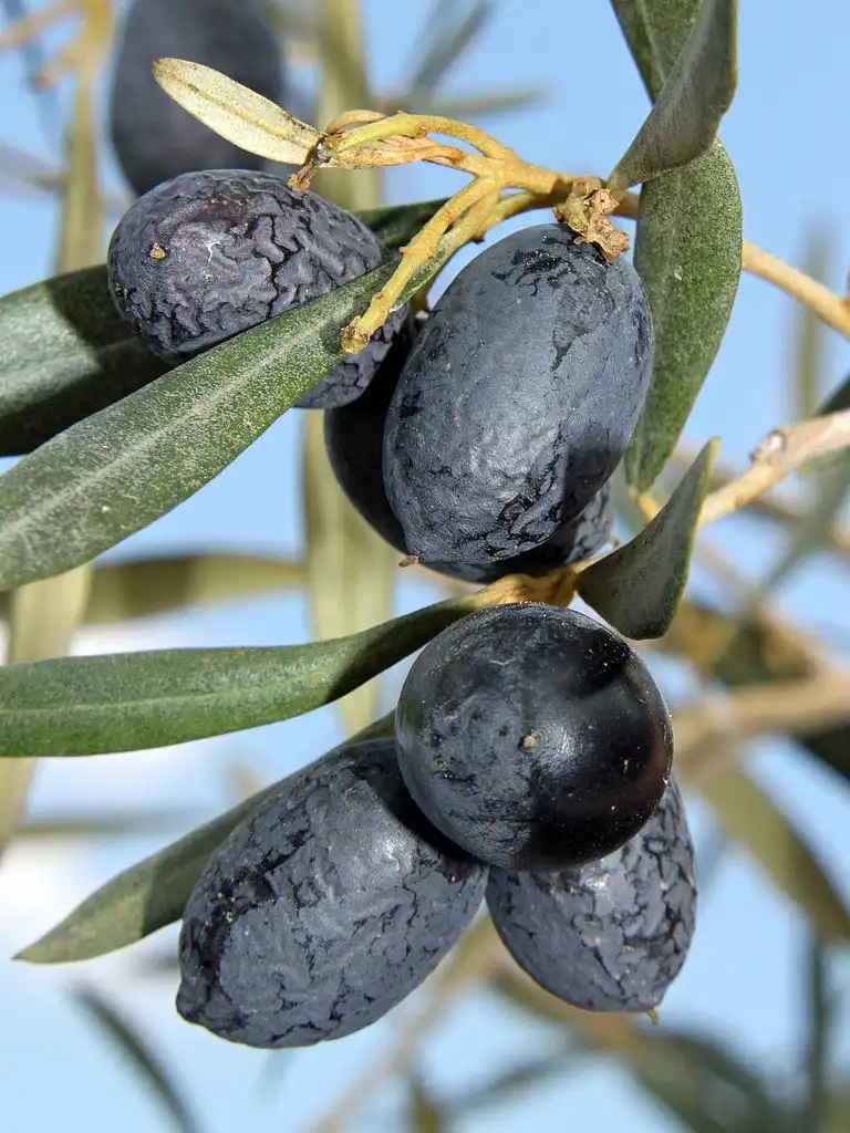 Foto de Olea europaea - Mature friut:H. Zell
