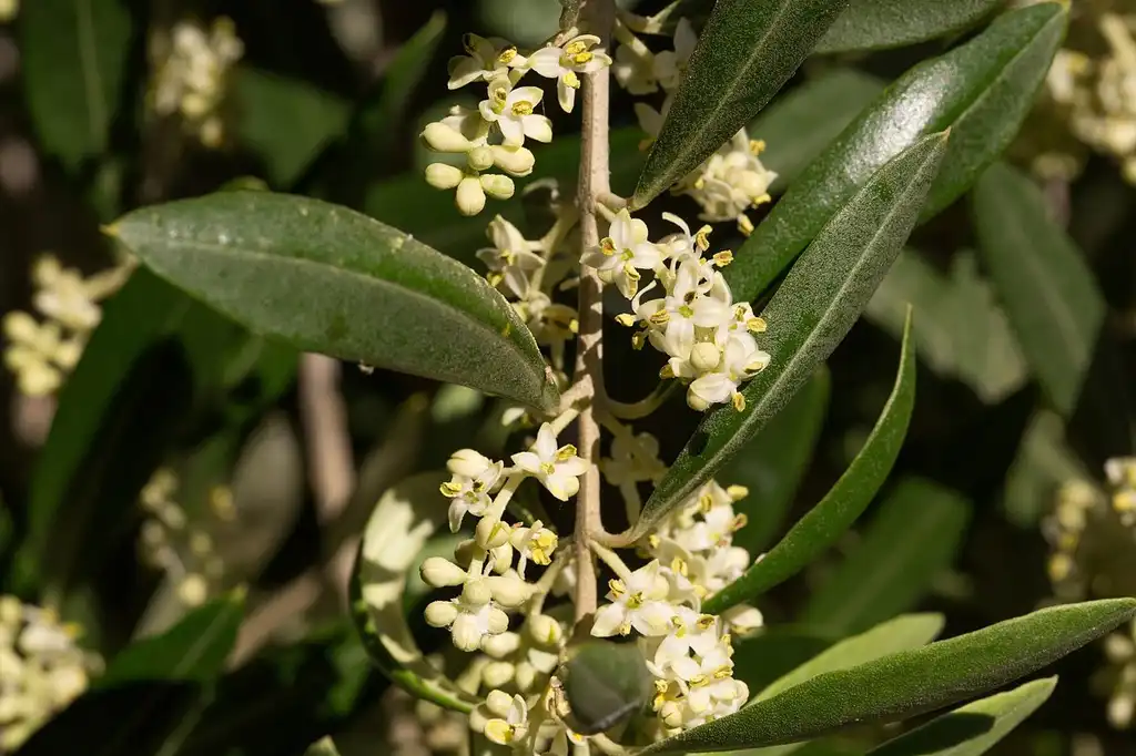 Foto de Olea europaea - Flowers:Nefronus