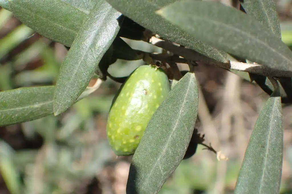 Foto de Olea europaea - Leaf closeup:Ron Matsumoto